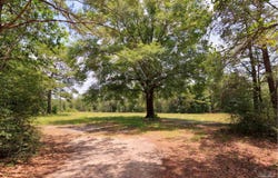 5337 Carousel Ln, Crestview, FL 32539