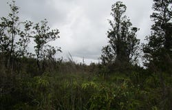 OMEKA RD, Volcano, HI 96785