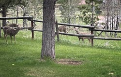3 Wapiti Trail, Four Corners, WY 82715