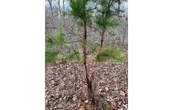 0 125.87ac Tract A-2 Clear Creek Road, Richwoods, MO 63071
