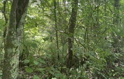 2750 Shadrick Ferry Road, Frankfort, KY 40601