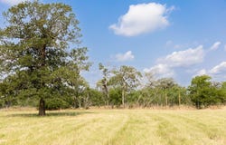 Lot 1 Tenney Creek RD, Luling, TX 78644