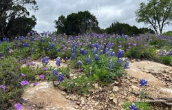 1081 Creek Crossing Road, Nemo, TX 76070