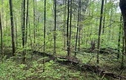 Lot 102 Bear Den Trl, Grandview, TN 37337