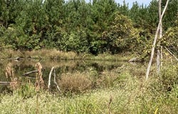 2272 Purvis Baxterville Road, Lumberton, MS 39455