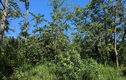 Timber Road, Calmar, IA 52132