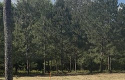 4914 Old Federal Road, Quincy, FL 32351