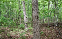 1.1AC Hillis Cemetery Rd, Spencer, TN 38585