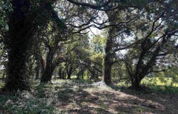 Sumter Hwy., Kingstree, SC 29556