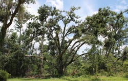 0 NW BUR OAK PLACE, JENNINGS, FL 32053