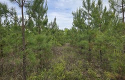 09 Marvin Murphy Road, Ellaville, GA 31806