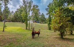 6411 Fm 23 W, Rusk, TX 75785