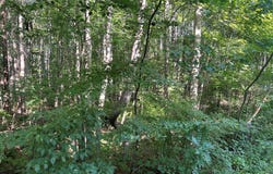 OVERTON DR, BUMPASS, VA 23024