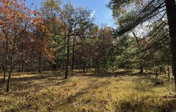 Parcel 8 County Line Road, Free Soil, MI 49411