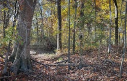 County Road 105, Hickory Ridge, AR 72347