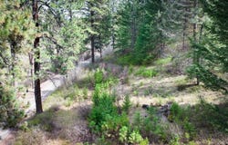 S Patit Creek Wooded Lot, Dayton, WA 99328
