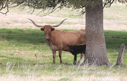 193 Quarter Horse LN, Driftwood, TX 78619