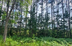 80 ACRES BEALL ROAD, BEAR LAKE, MI 49614