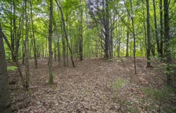 Covey Road, Beulah, MI 49617