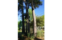 6902 Stella St, MURCHISON, TX 75778