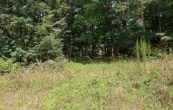 296 Acres County Road 106, Paint Rock, AL 35764