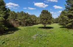 County Road 234 lot: 4, Nacogdoches, TX 75965