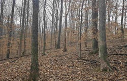 BARRETT ST, PALMYRA, VA 22963