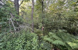 12.7 AC M-77, Germfask, MI 49836