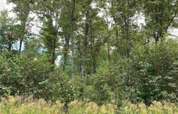 ON NICK AVENUE, Weston, WI 54476