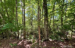 Laurel Forest Drive, Hendersonville, NC 28792