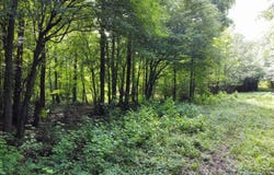 0 Fivel Rd, Ridgeville, SC 29472