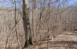 0 Birch Hollow Road, Stanton, KY 40380