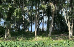 210 TORCASO COURT, WINTER SPRINGS, FL 32708