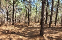 0 Lot 47 Saddleback Dr, DOVER, TN 37058