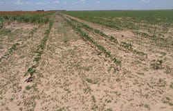 338 Acres FM 617, No City, TX 79521