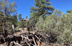 Parkview Hills Lot 29, Rutheron, NM 87551