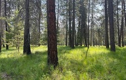 203 EAGLE DR, CHEWELAH, WA 99109