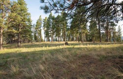 Leaning Tree Lane, Clancy, MT 59634