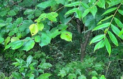 Lot 5 Willie Promore Rd, Decatur, TN 37322