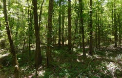 Hwy 25, Lena, MS 39094