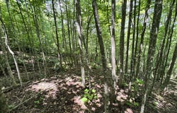 Key Ridge Lane, Crawford, TN 38554