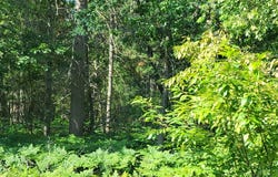 Norseman Drive lot: 8 & 30, Grayling, MI 49738