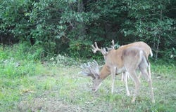 Tbd Bobwhite Rd, Unincorporated, MO 65452