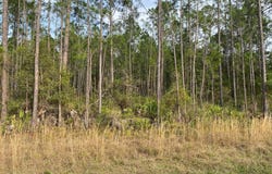 AAA CR 315, Interlachen, FL 32148