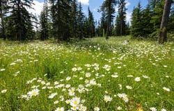 Lot 9 Block 8 Woodland Way, Lead, SD 57754