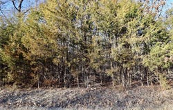 000 Cotrel Lane, Falcon, MO 65470