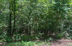 TBD Westwood, Pocahontas, AR 72455