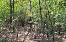 Woodruff 793, Grays, AR 72101
