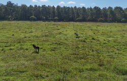 TBD  Hwy. 850, Grayson, LA 71435
