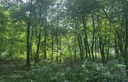 00 Old Weatherford Creek Rd, Lutts, TN 38471